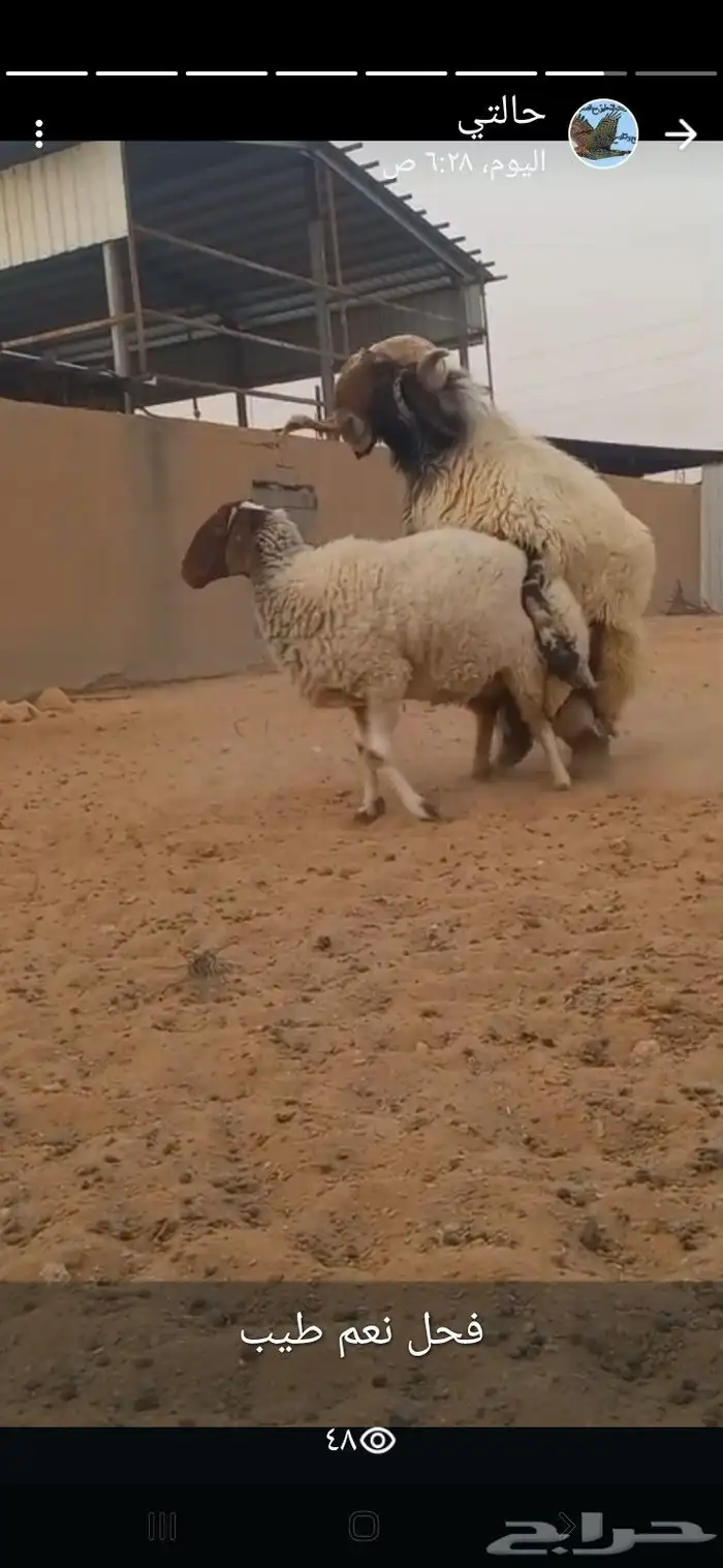 فحل نعيم فاخر 0
