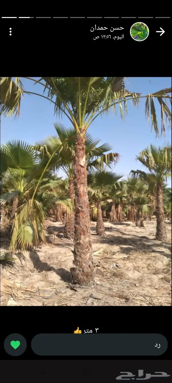 تنسيق حدائق 4