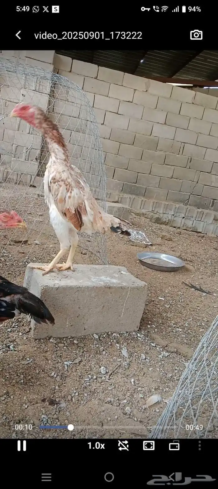 سلام عليكم ورحمه الله وبركاته عرض لكم دجاجتين شامو ياباني 8