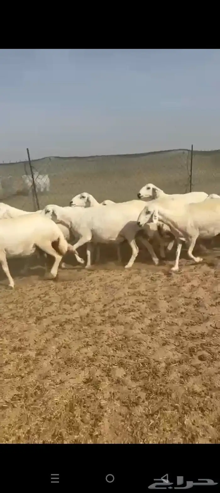 غنم حريات جنب دفيع ومصاريع ومفصيل 5