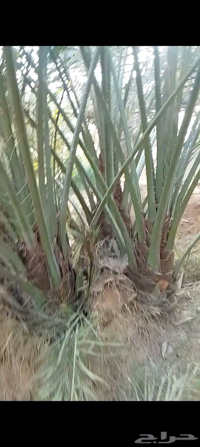فروخ اخلاص طيبه الموقع الغزيز 0