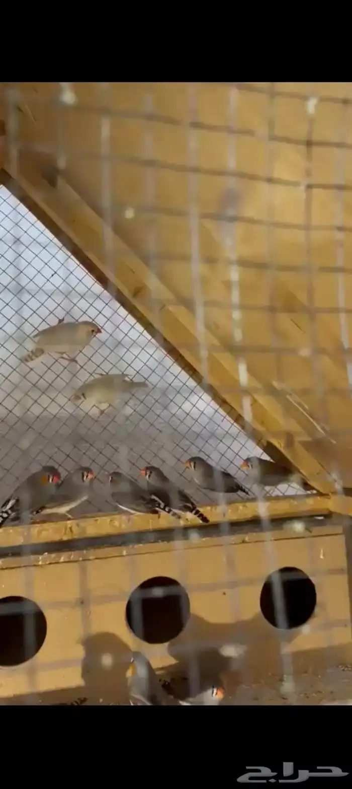 طيور زيبرا مع محكر كبير للبيع 0