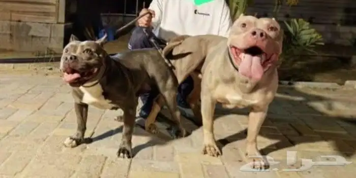 جراوي امريكان بولي بوكت بالرياض 2