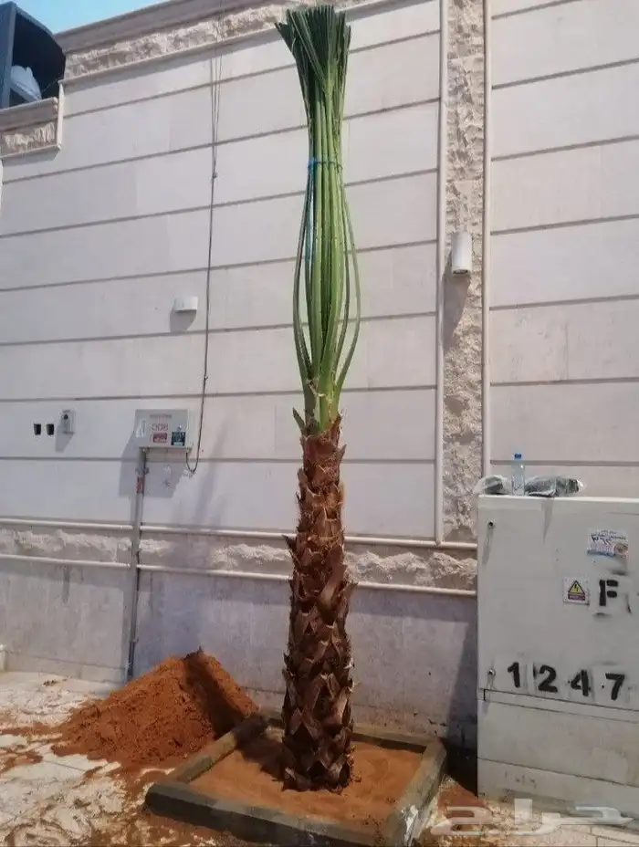 نخل واشنطوني زينه 8