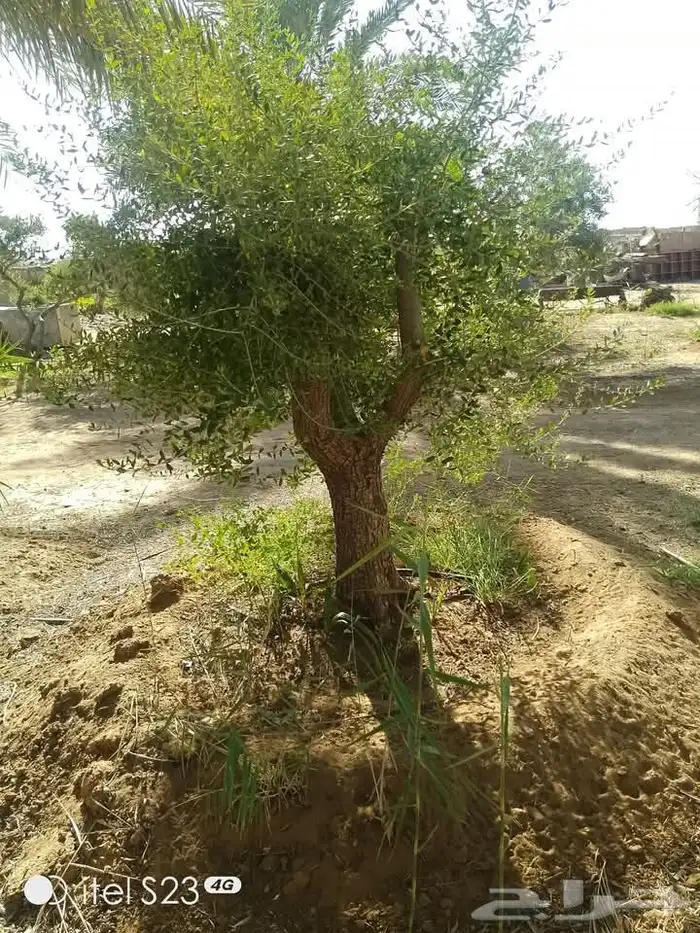 متخصصون في جميع نواع النخيل عربي واشنطونياء جميع المقاسات نو 3