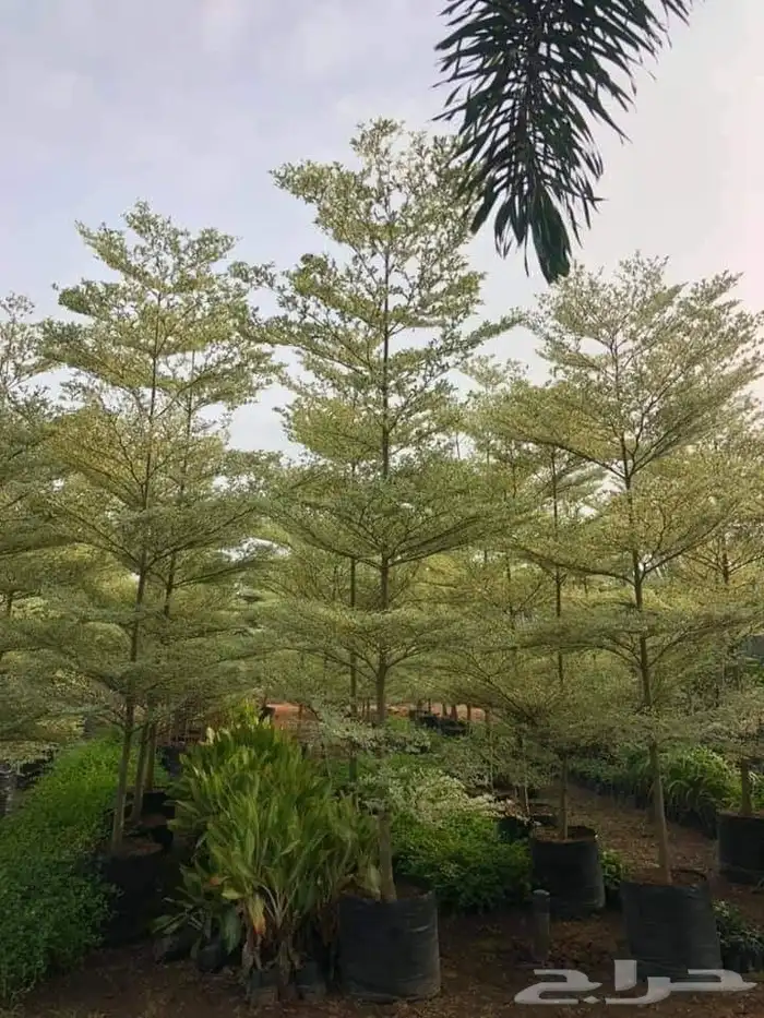 تنسيق حدائق 5