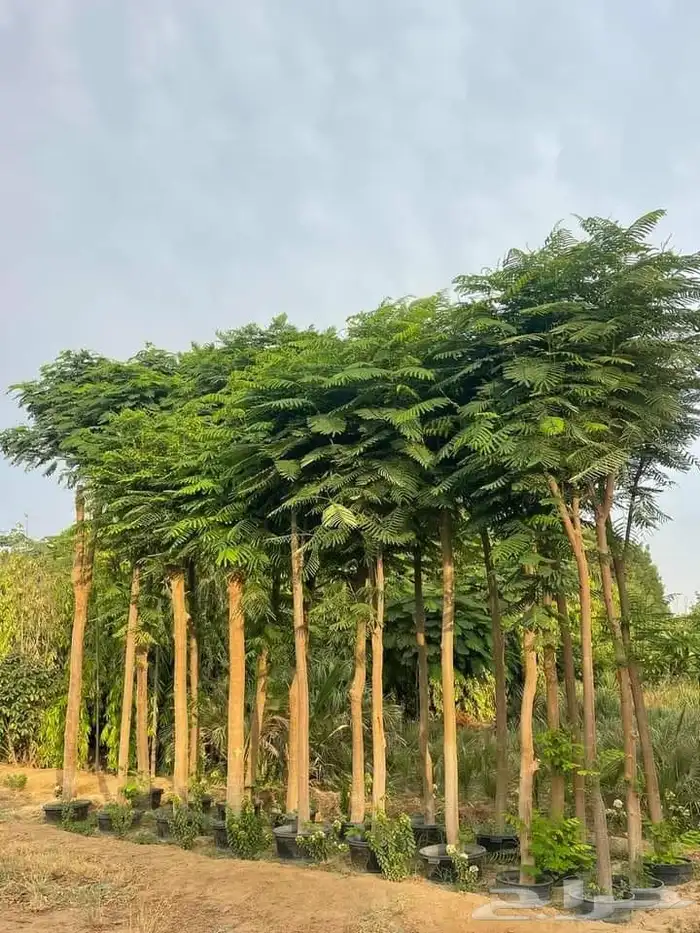 تنسيق حدائق 0