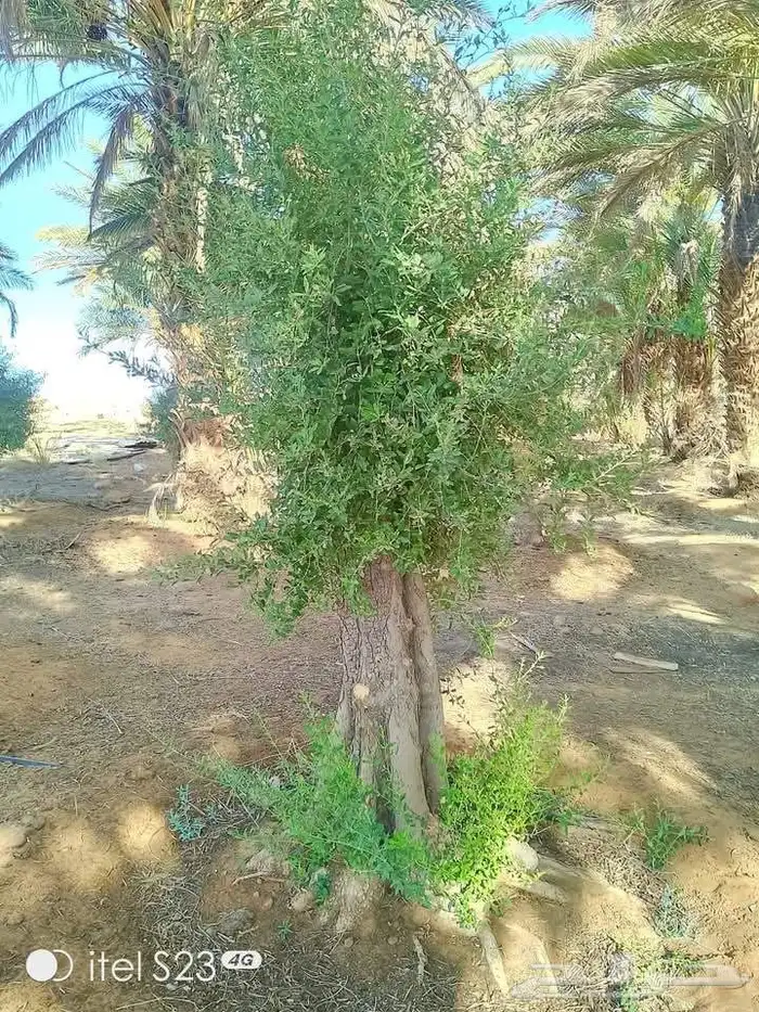 متخصصون في جميع نواع النخيل عربي واشنطونياء جميع المقاسات نو 4
