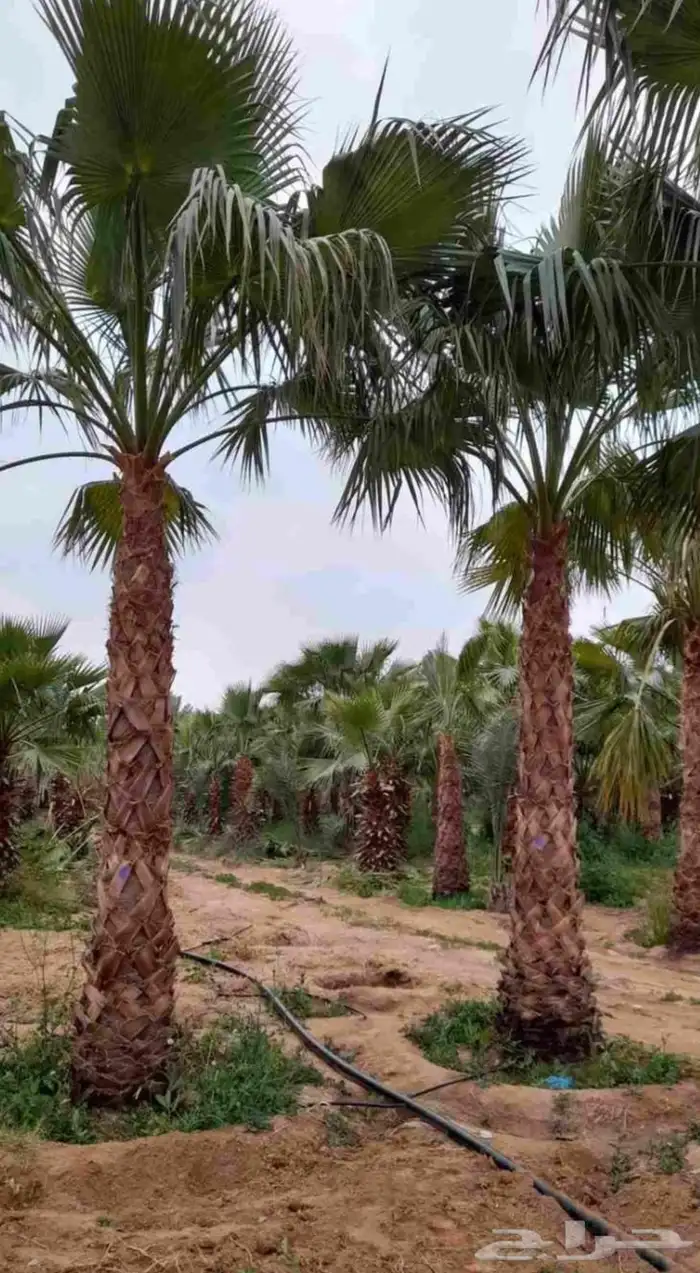 نخل واشنطني للبيع نخيل واشنطنونيا عربي مثمر جميع المواقع 0