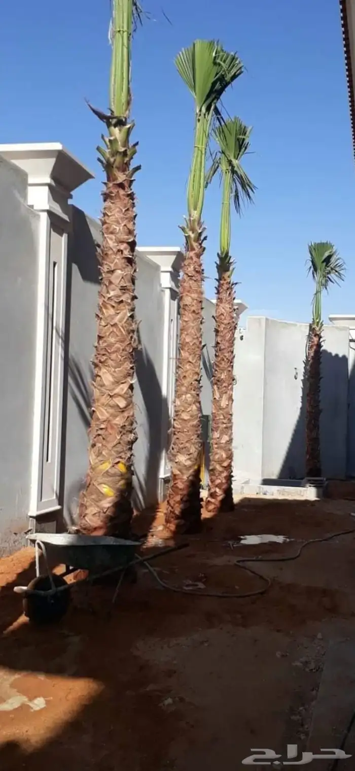 زراعة النخيل العربي والواشنطني 7