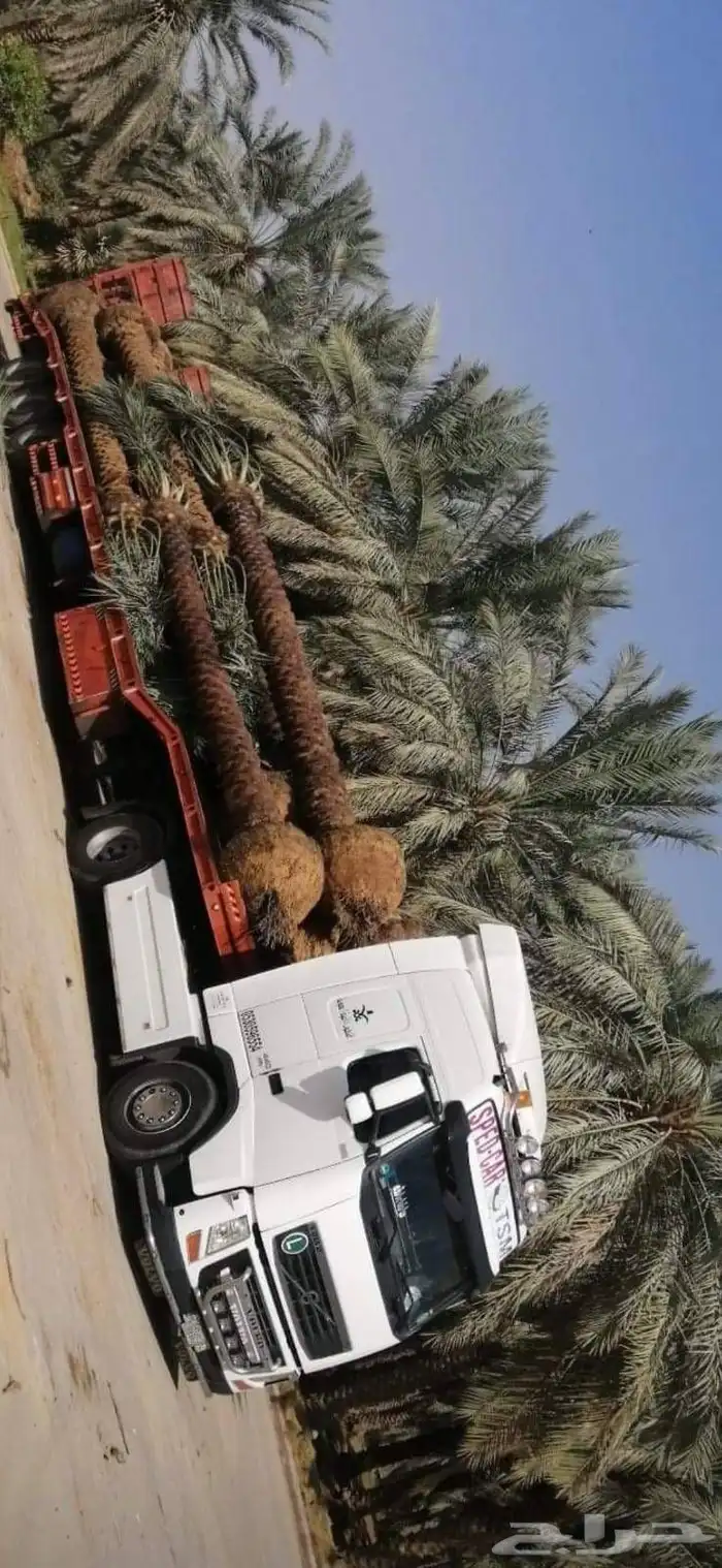 زراعة النخيل العربي والواشنطني 8