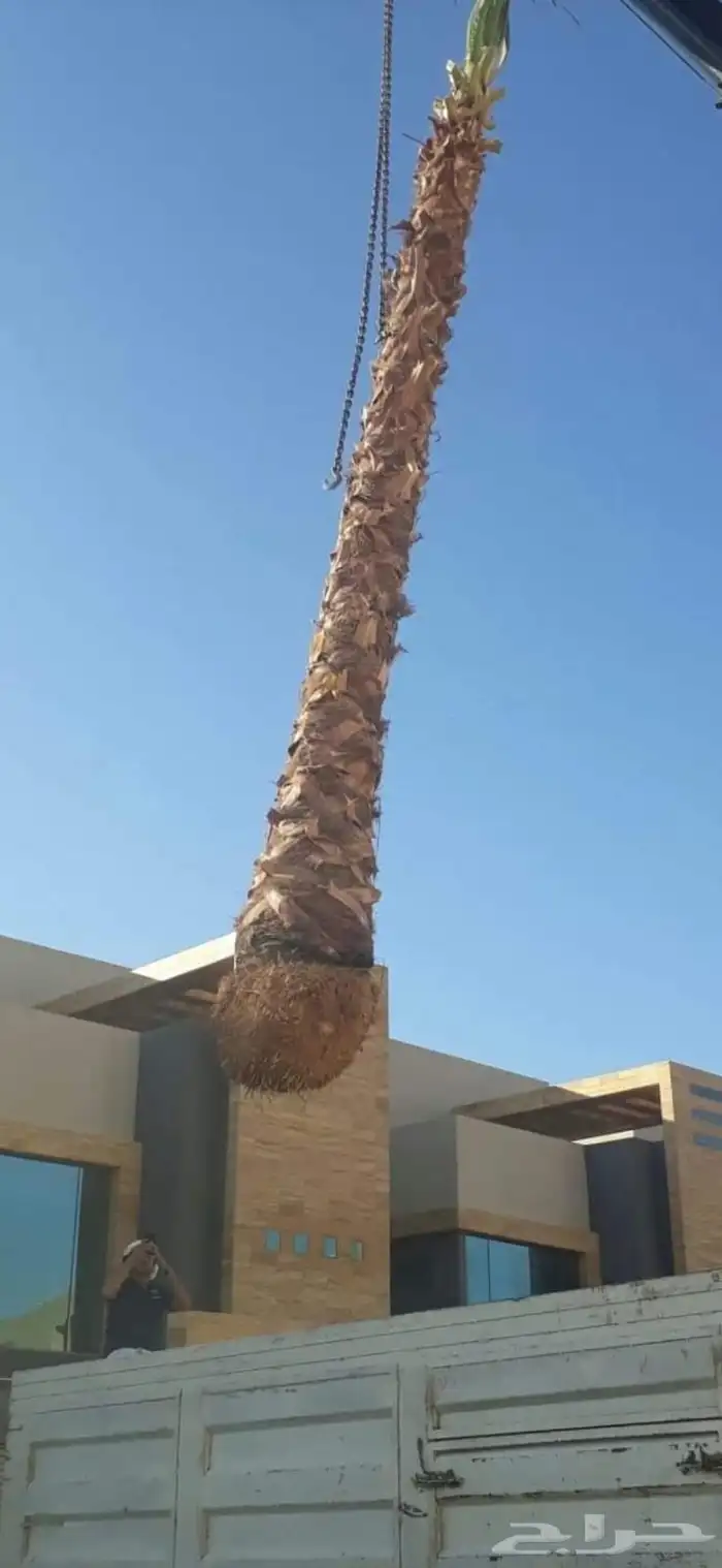 زراعة النخيل العربي والواشنطني 9