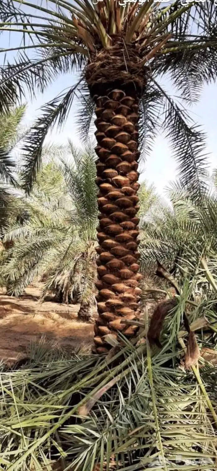 زراعة النخيل العربي والواشنطني 6
