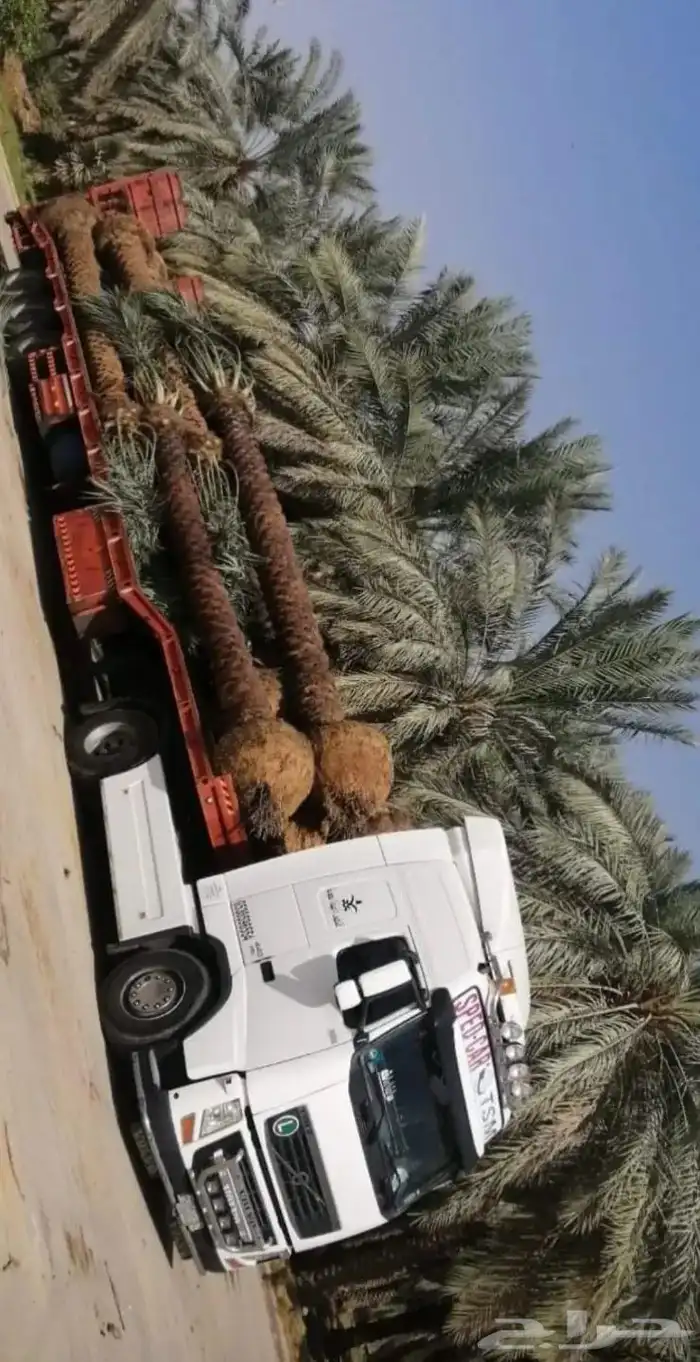 زراعة النخيل العربي والواشنطني 2