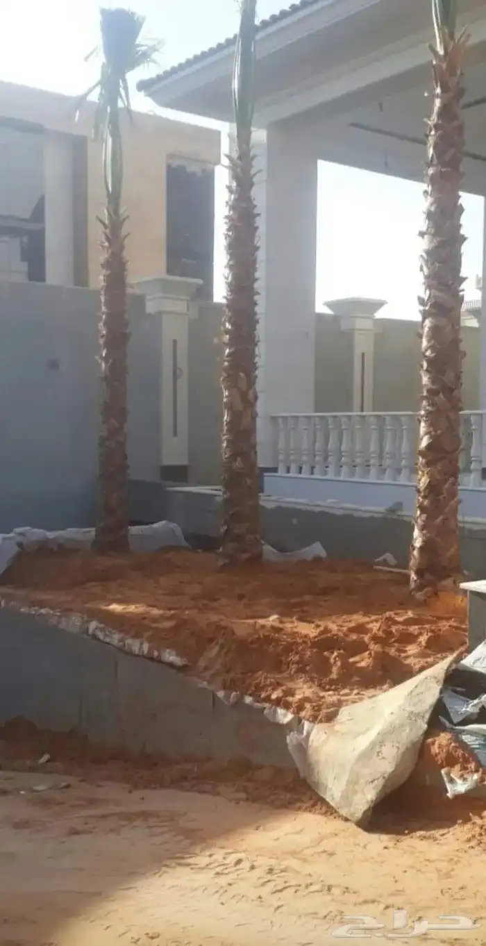 زراعة النخيل العربي والواشنطني 4