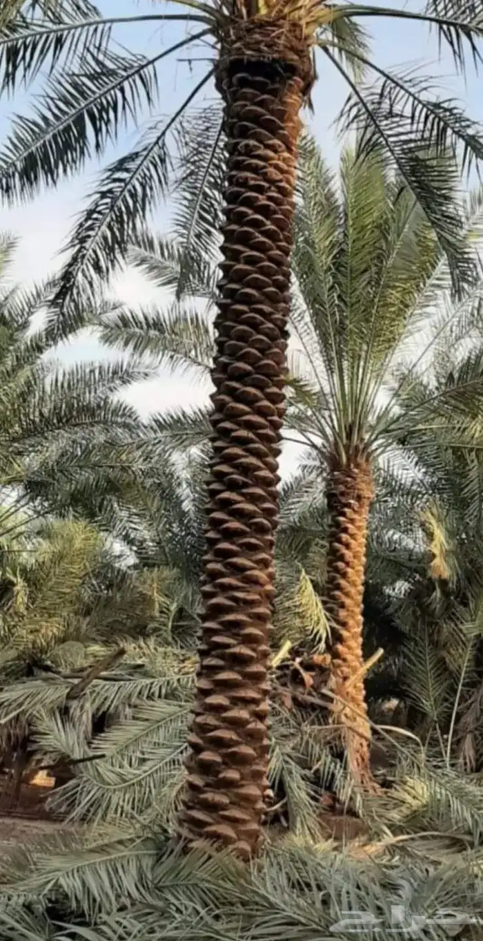 زراعة النخيل العربي والواشنطني 0