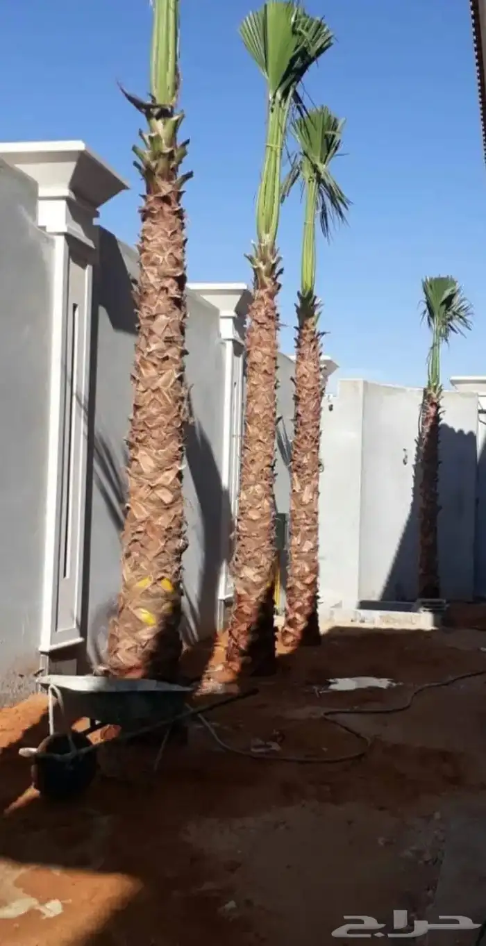زراعة النخيل العربي والواشنطني 3