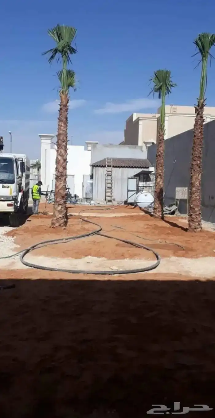 زراعة النخيل العربي والواشنطني 1