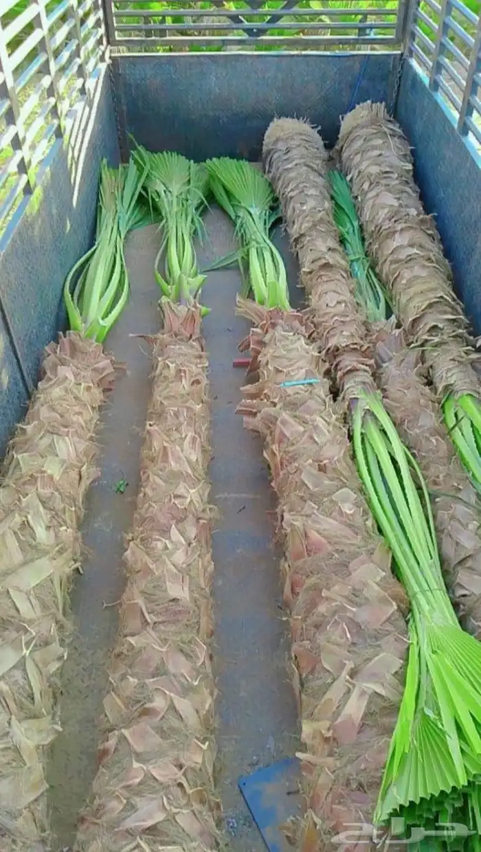 نخل واشنطني للبيع نخيل واشنطنونيا عربي مثمر جميع المواقع 5