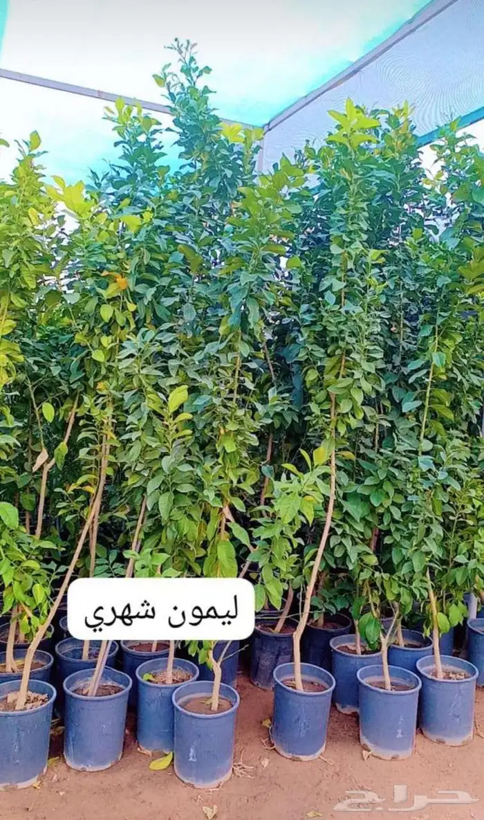 يوجد لدينا جميع انواع الأشجار التوصل علا 5