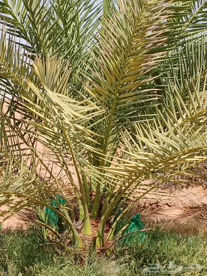 نخل شيشي سكري صقعي مجدول روثانا نخيل عجوه هلالي خضري 1