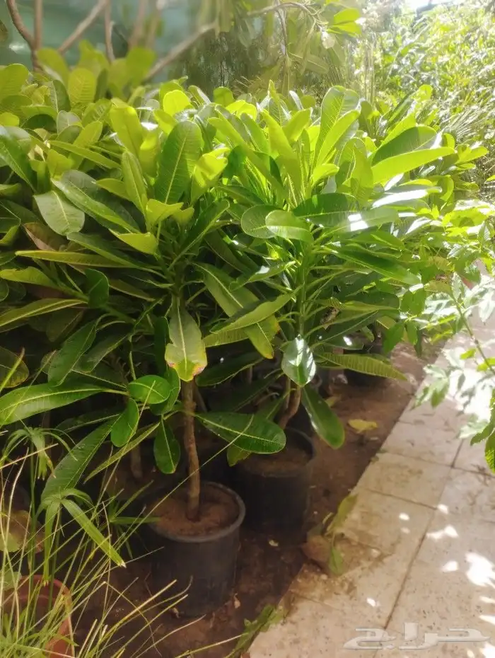 تنسيق حدائق زراعية الرياض   زراعه 3