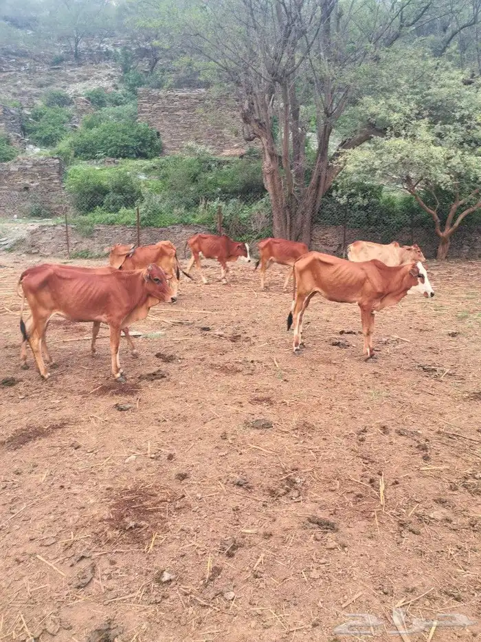 بقر للبيع خبيش العدد 17 2