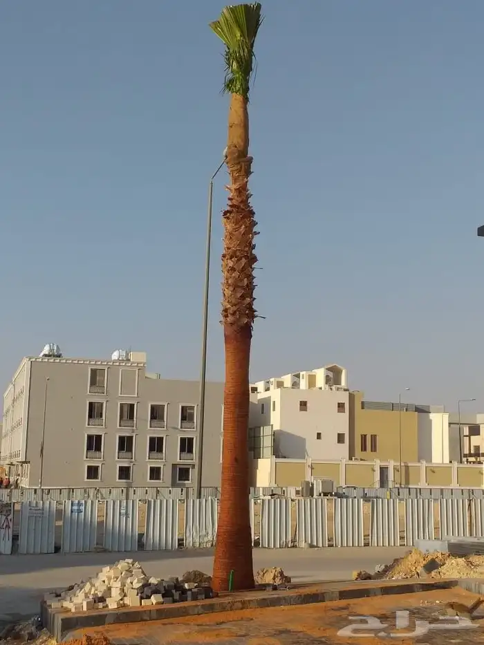 نخل واشنطن زينه 6