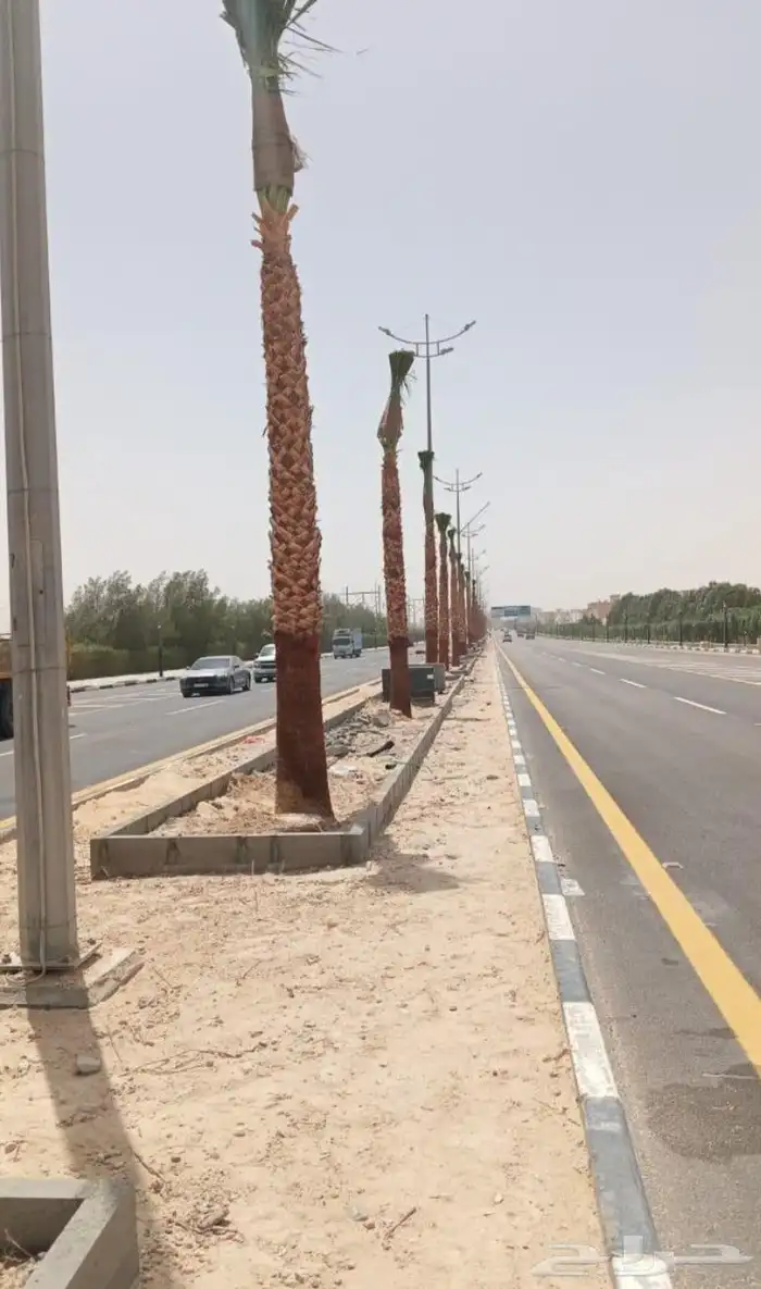 نخل واشنطني للبيع نخيل واشنطنونيا عربي مثمر جميع المواقع 6