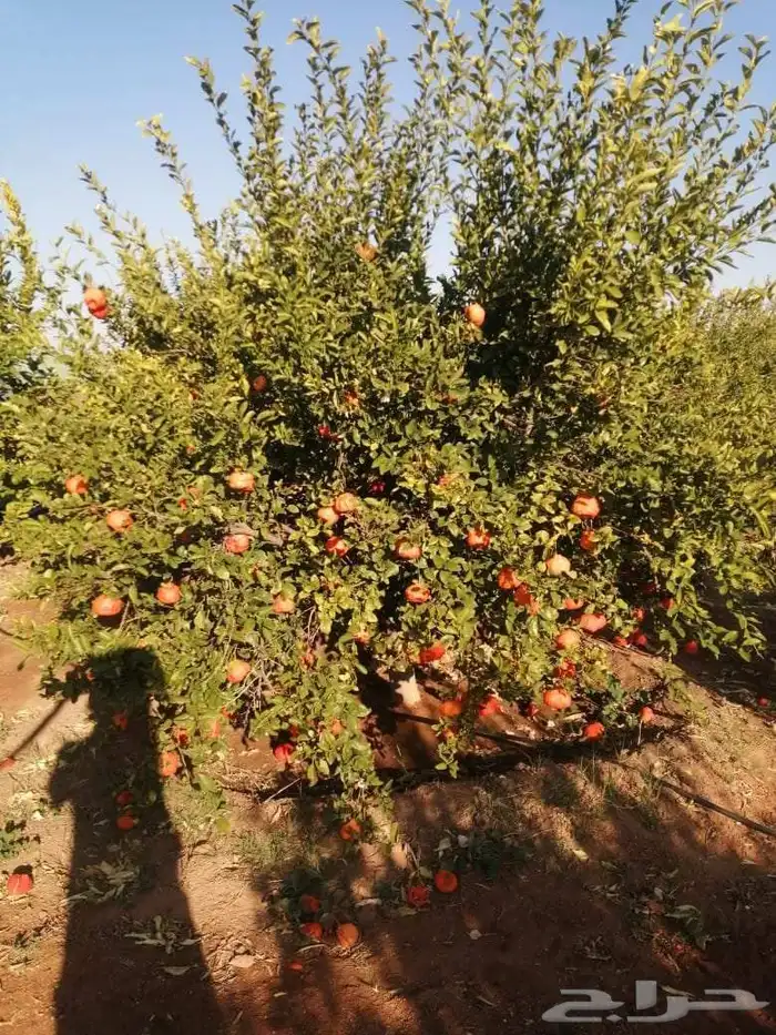 يوجد لدينا جميع انواع الأشجار التوصل علا 9