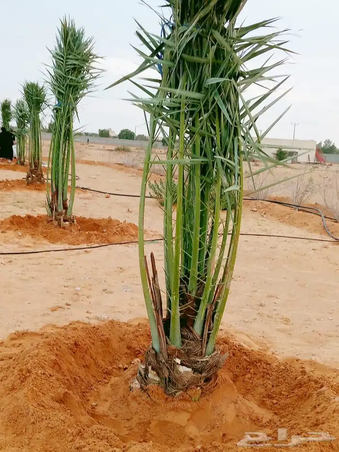 نخل واشنطني للبيع نخيل واشنطنونيا عربي مثمر جميع المواقع 9