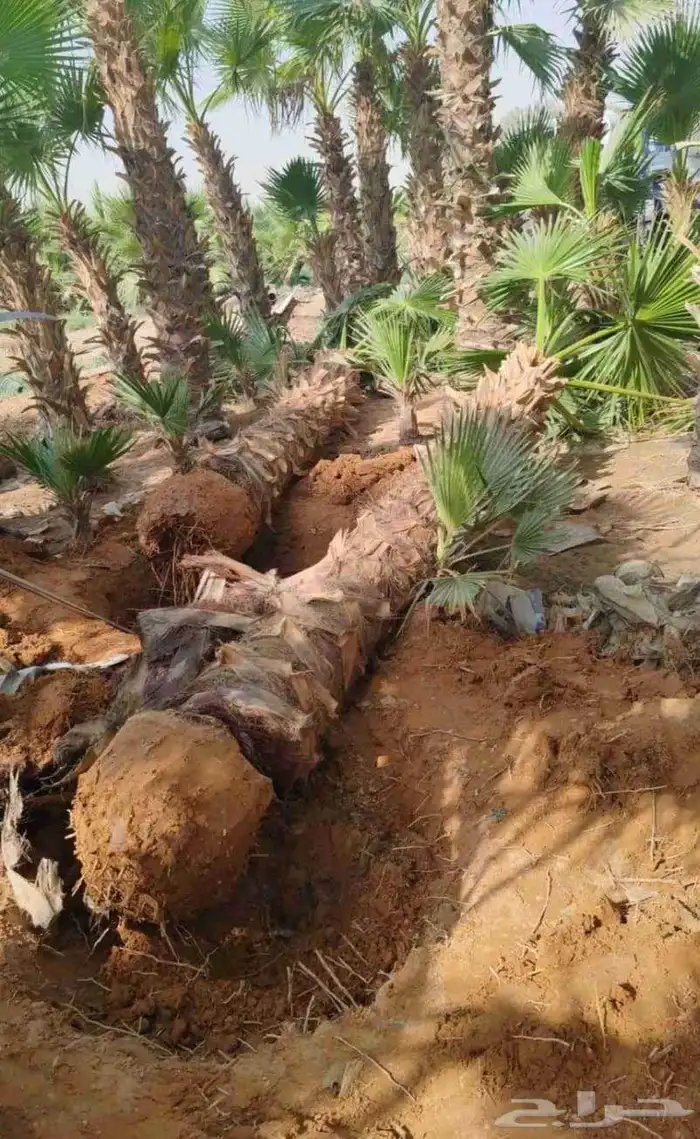 نخل واشنطني للبيع نخيل واشنطنونيا عربي مثمر جميع المواقع 3