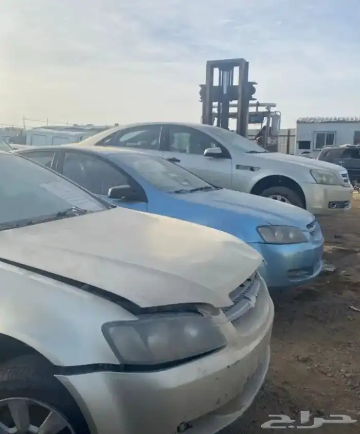 شفر كابرس 2024 1