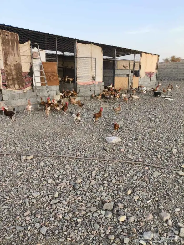 دجاج بلدي 1