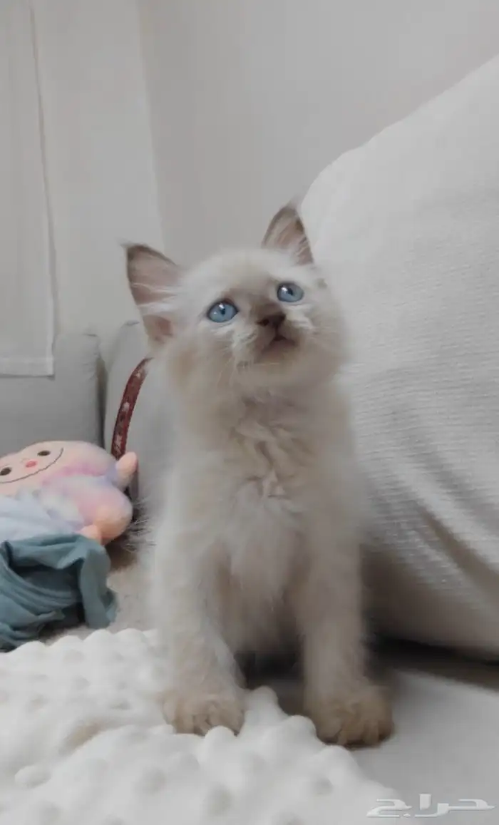 قطة صغيره كتن 1