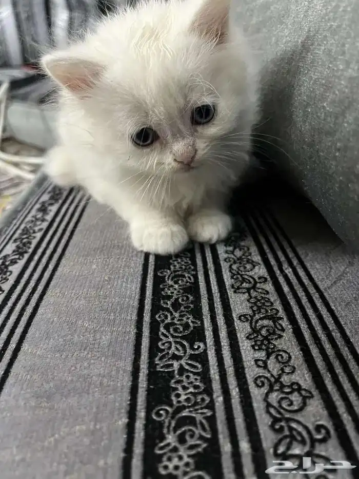 قطط للبيع 2