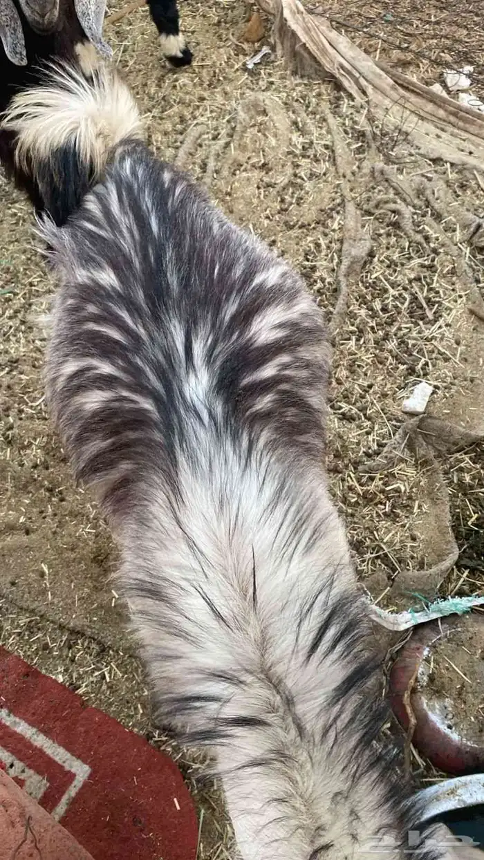 تيس فل الفل 3