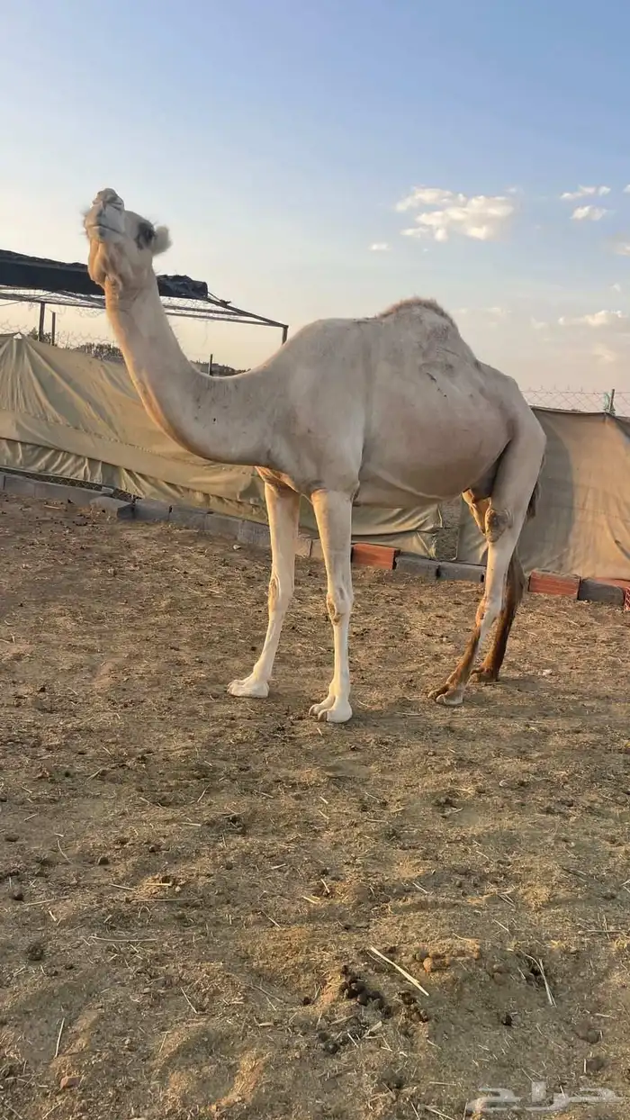لقحه شقحاء طيبه الحد 5800 0