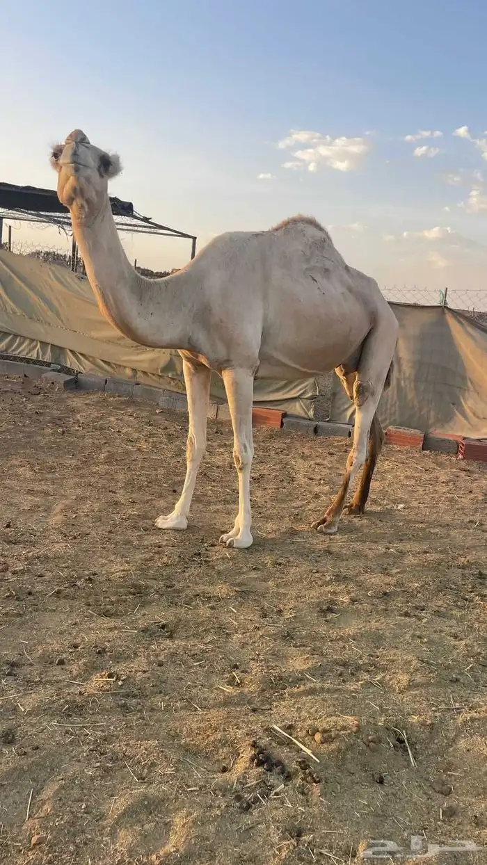 لقحه شقحاء طيبه الحد 5800 2