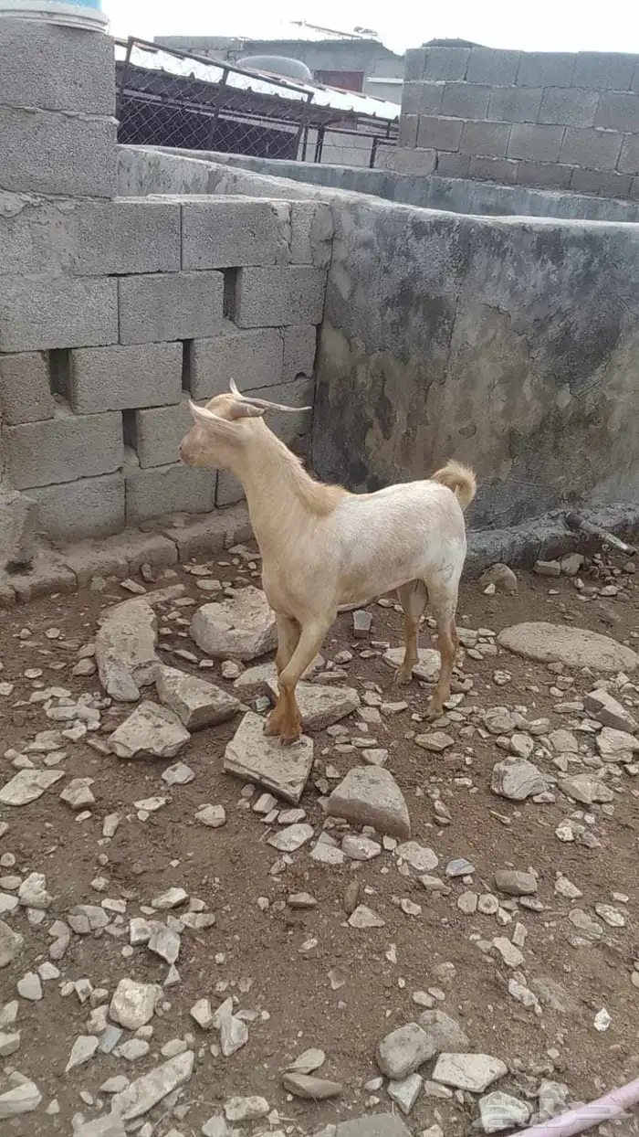 تيس للبيع 0