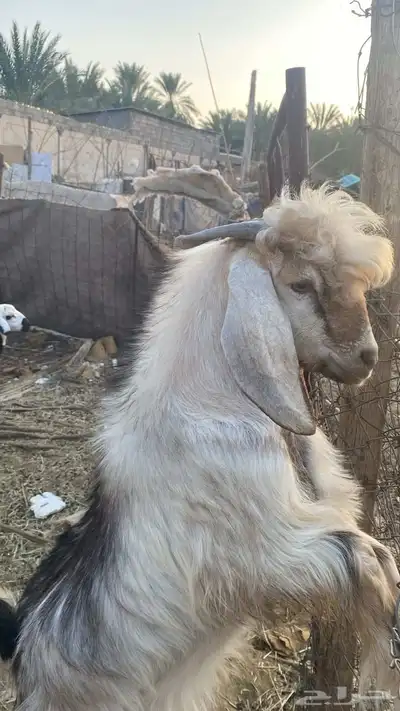 تيس فل الفل index