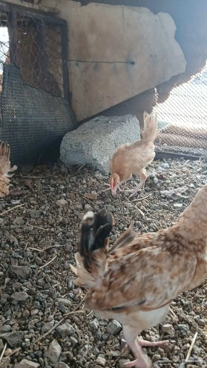 صوص بلدي للبيع 0