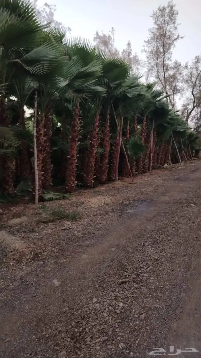 متخصصون في جميع نواع النخيل عربي واشنطونياء جميع المقاسات نو 6