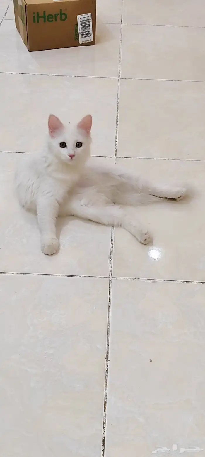 للتبني مستعجل كيتن انثى 4