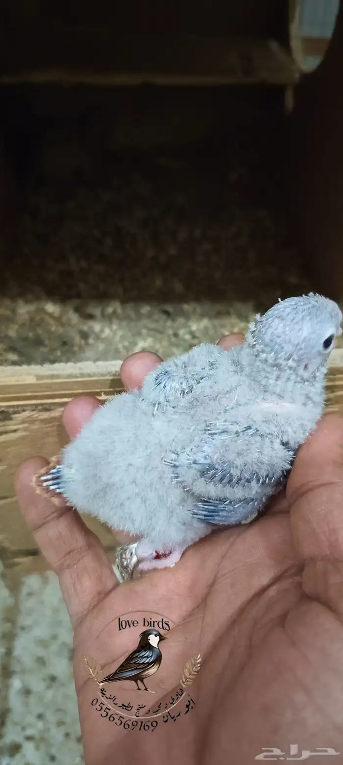 فرخين كنيور اناناس 1