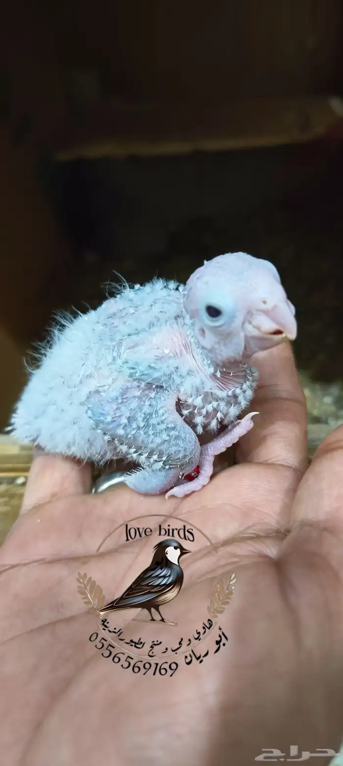 فرخين كنيور اناناس 2