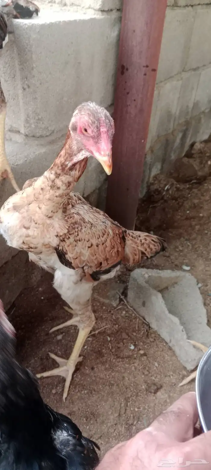 سلام عليكم ورحمه الله وبركاته عرض لكم دجاجتين شامو ياباني 2
