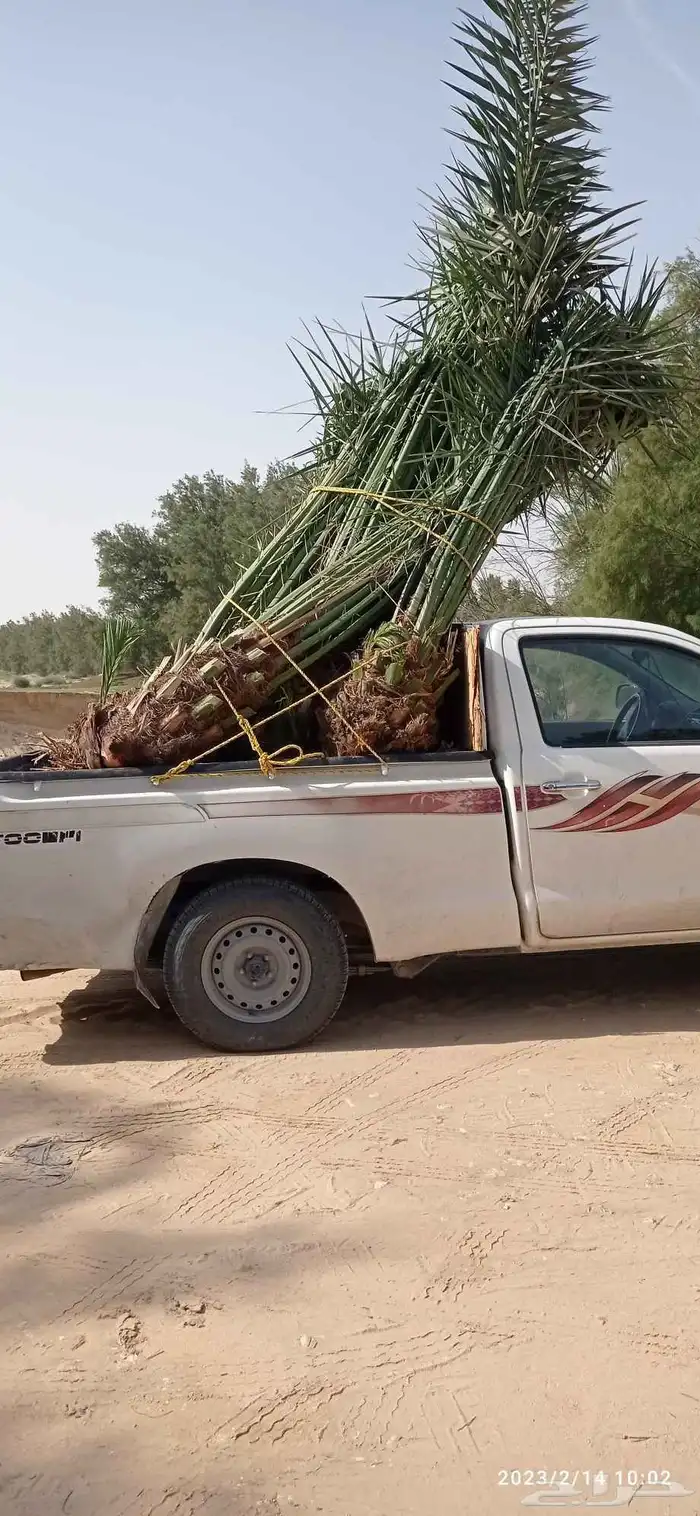 نخل للبيع جميع انواع النخيل متوفره لدينا 1
