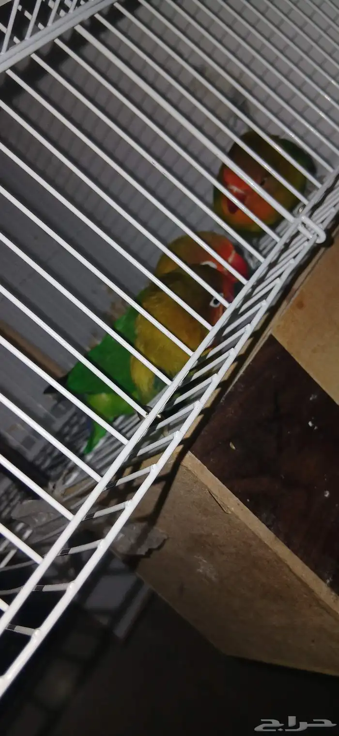 زوج 1