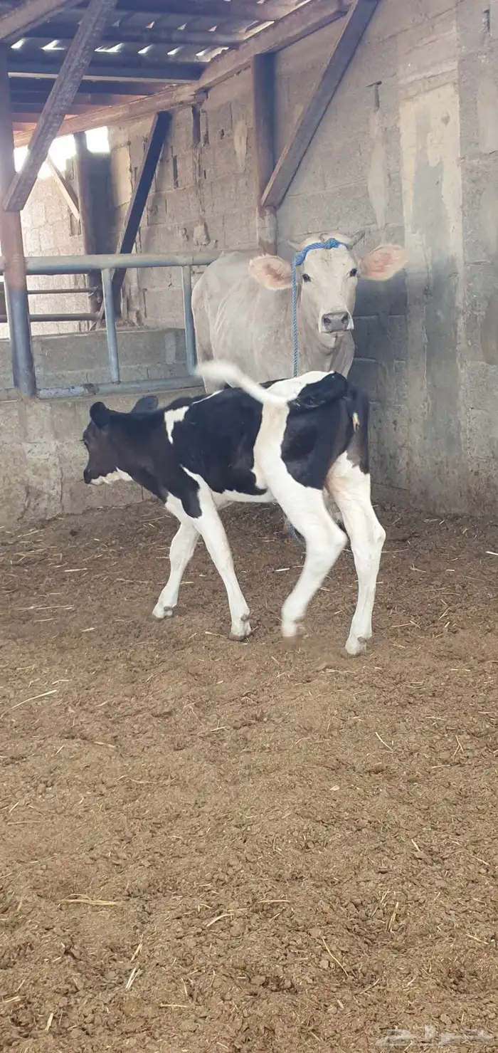 بقره عجله داغور ترضع 3